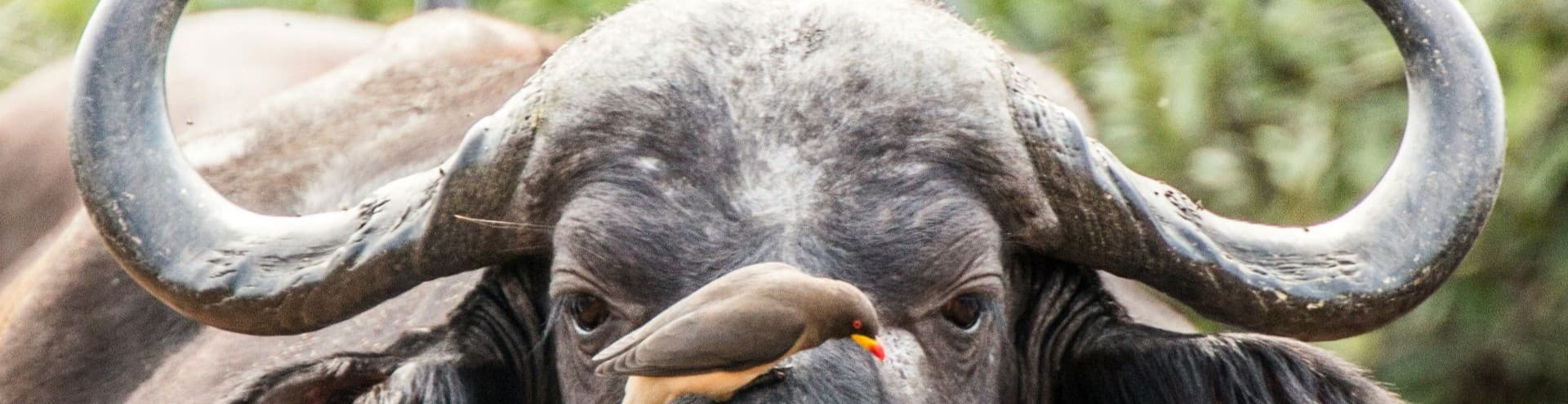 Kruger and Panaroma in South Africa