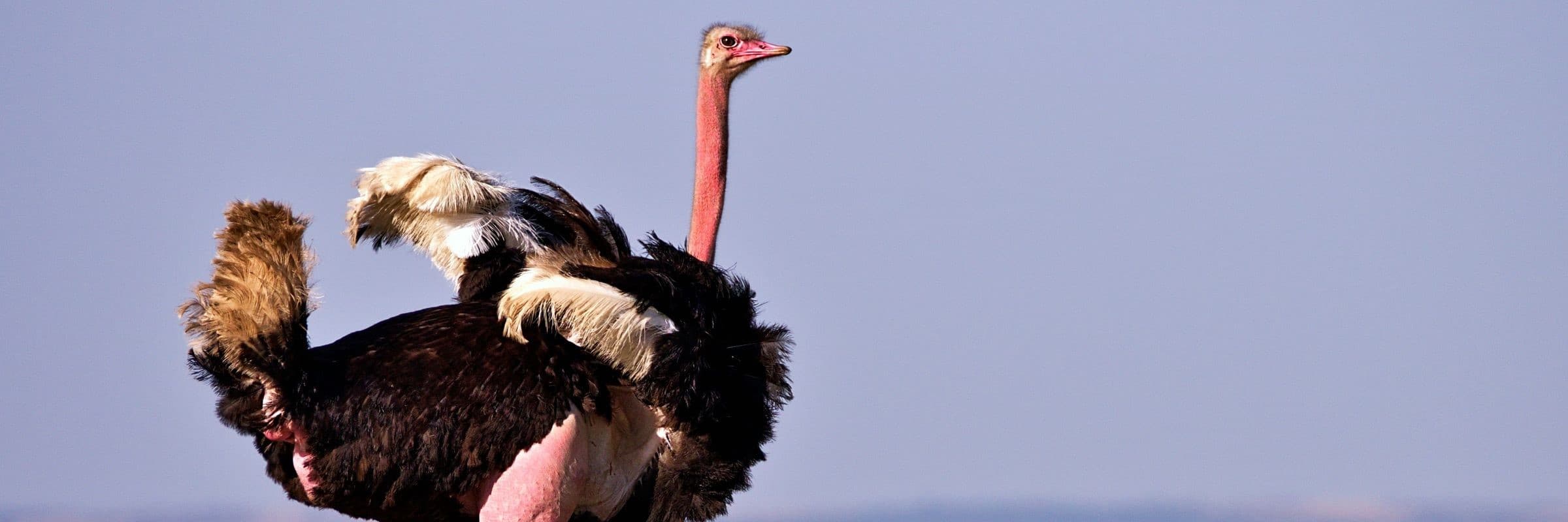 Cape Karoo Adventure: Cape Town to Oudtshoorn and Beyond