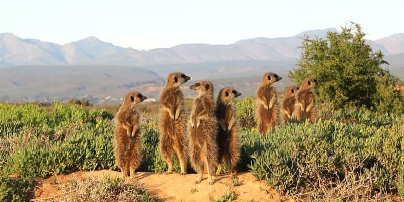 Cape Karoo Adventure: Cape Town to Oudtshoorn and Beyond - Image 1