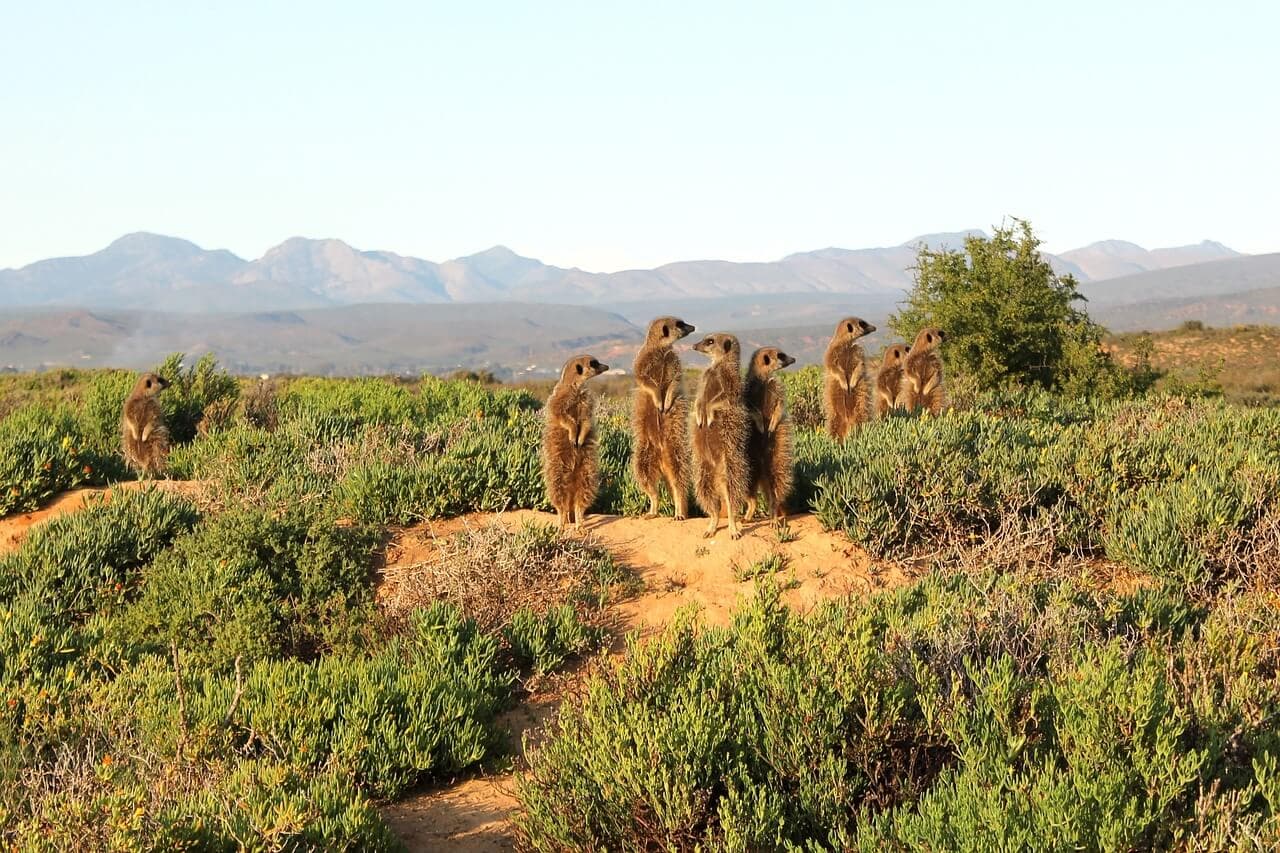 Cape Karoo Self-Drive Discovery: Cape Town, Great Karoo & Beyond - Image 3