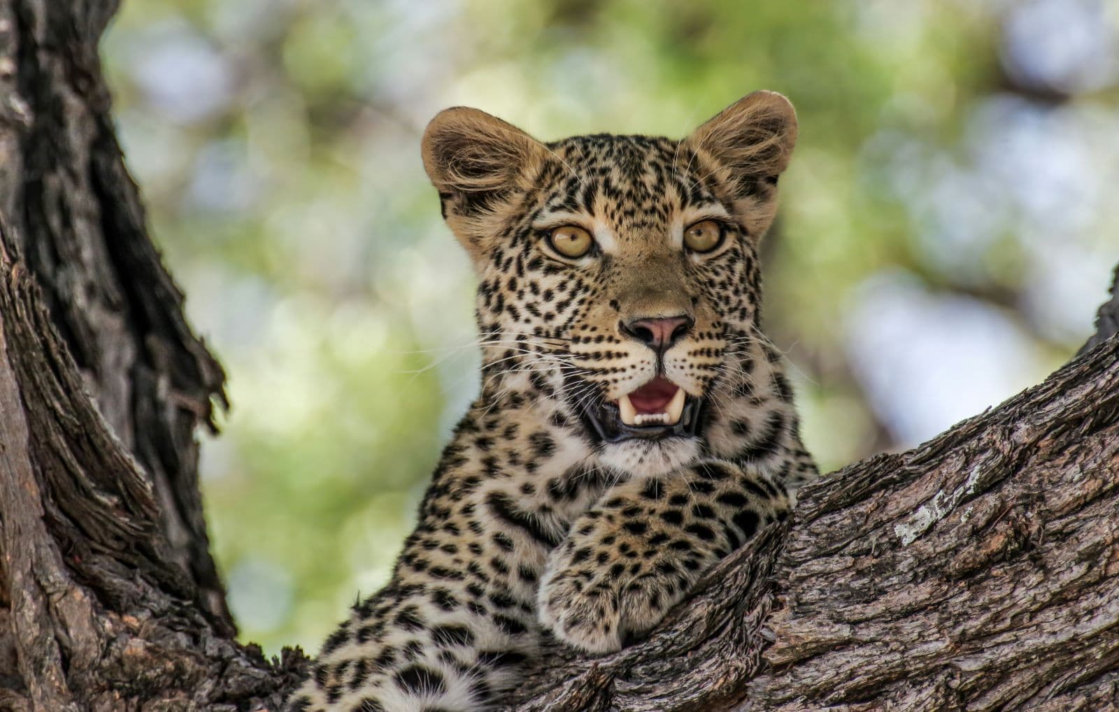 8-Day, Cape Town and Kruger Safari - Image 1