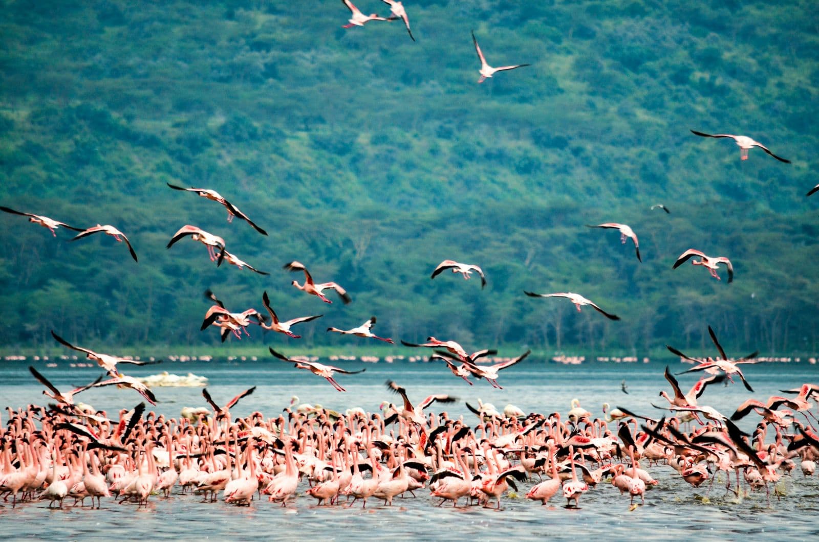 12-Day Kenya Self-Drive Safari & Beach Adventure - Image 2