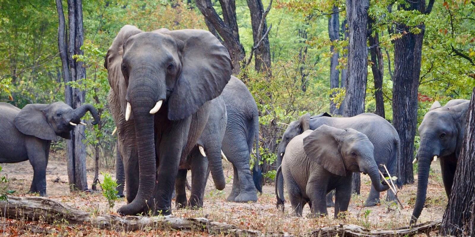 Marvellous Malawi! - 11 Day Self-Drive Tour - Image 3