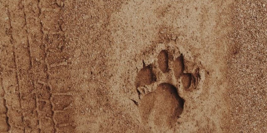 Victoria Falls, Chobe, and Hwange: 8-Day Adventure Tour - Image 4