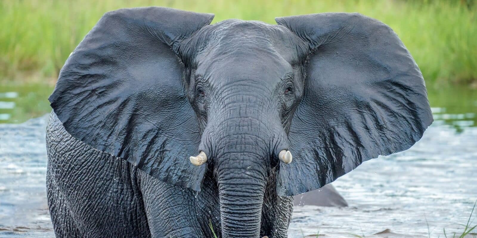 Victoria Falls, Chobe, and Hwange: 8-Day Adventure Tour - Image 1