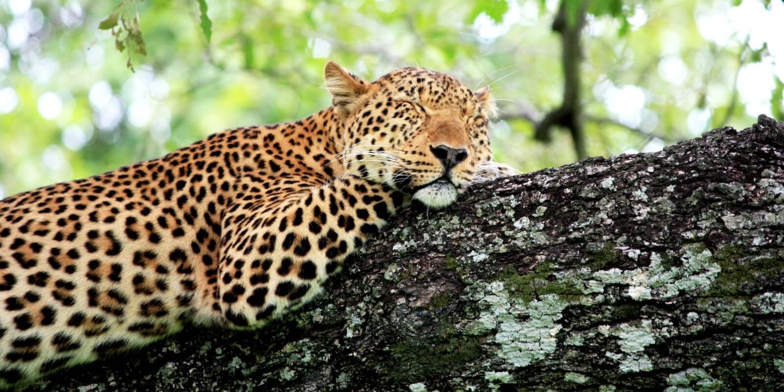 Victoria Falls, Chobe, and Hwange: 8-Day Adventure Tour - Image 2