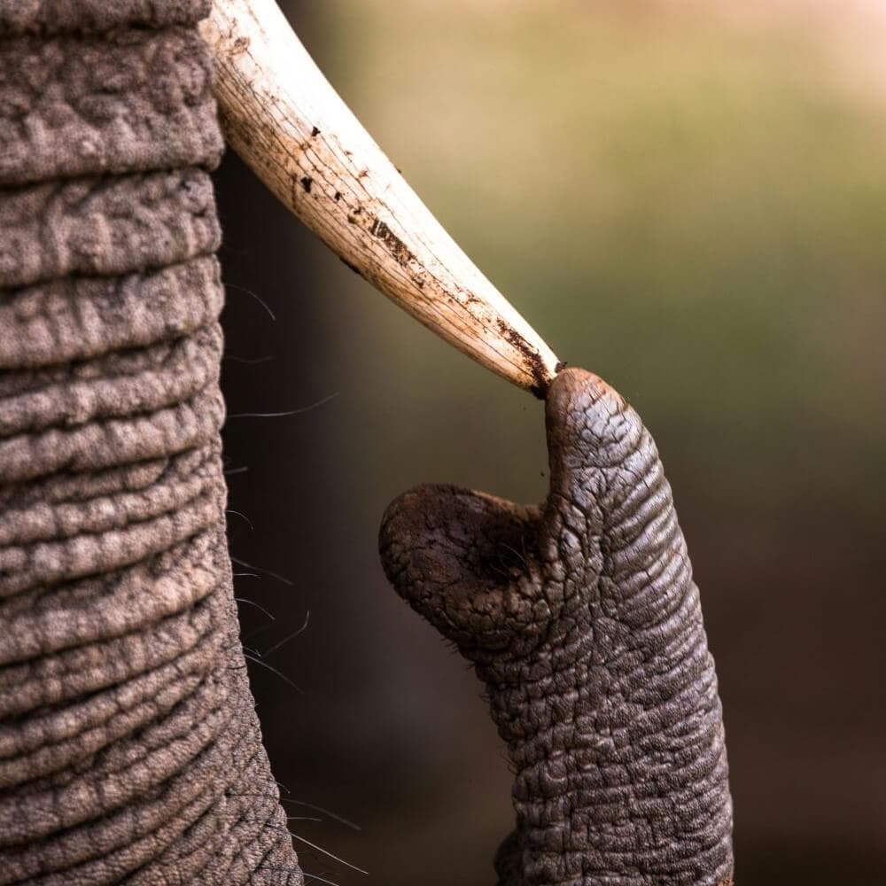 Victoria Falls, Chobe, and Hwange: 8-Day Adventure Tour - Image 1