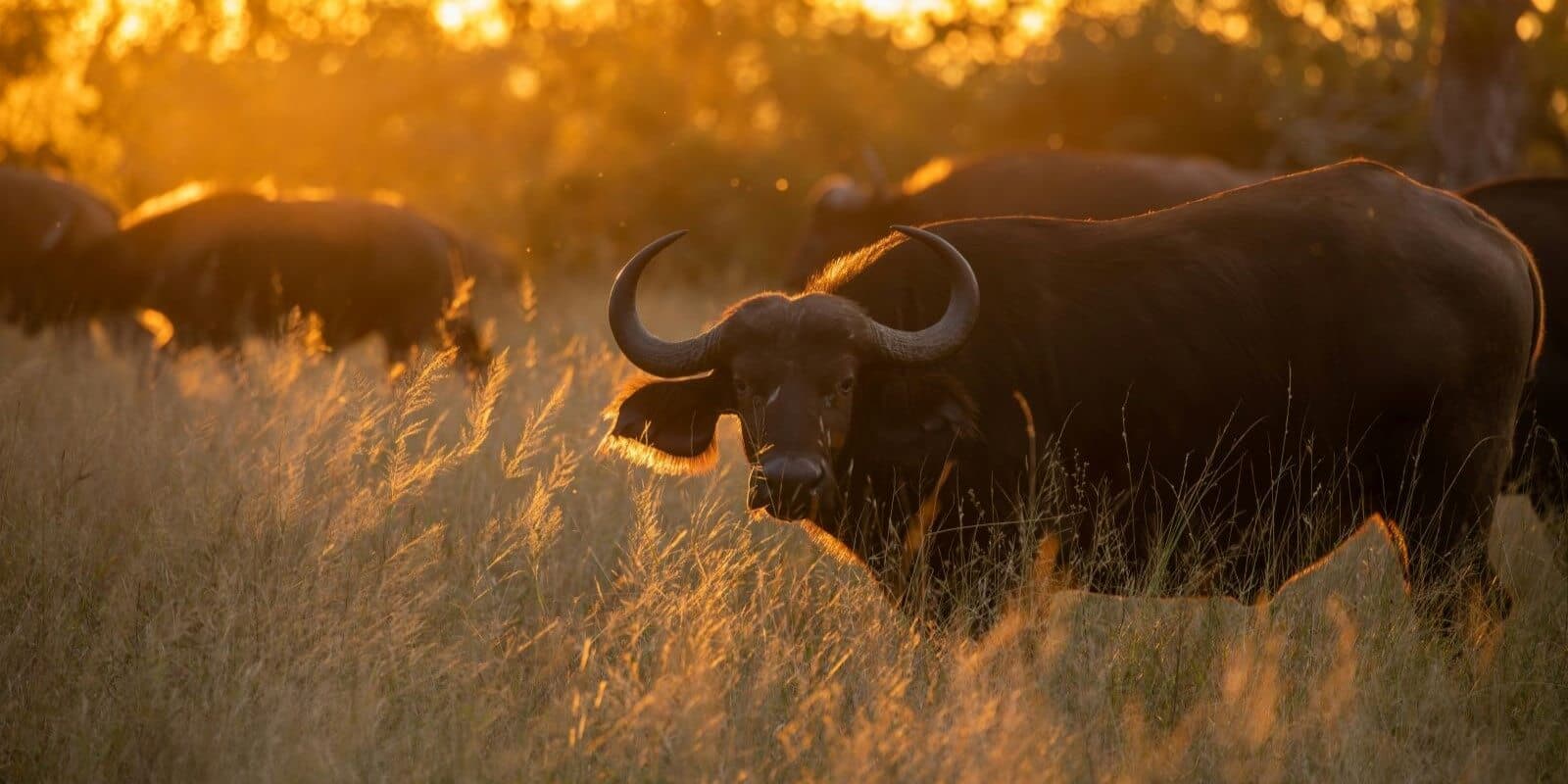 Victoria Falls, Chobe, and Hwange: 8-Day Adventure Tour - Image 2