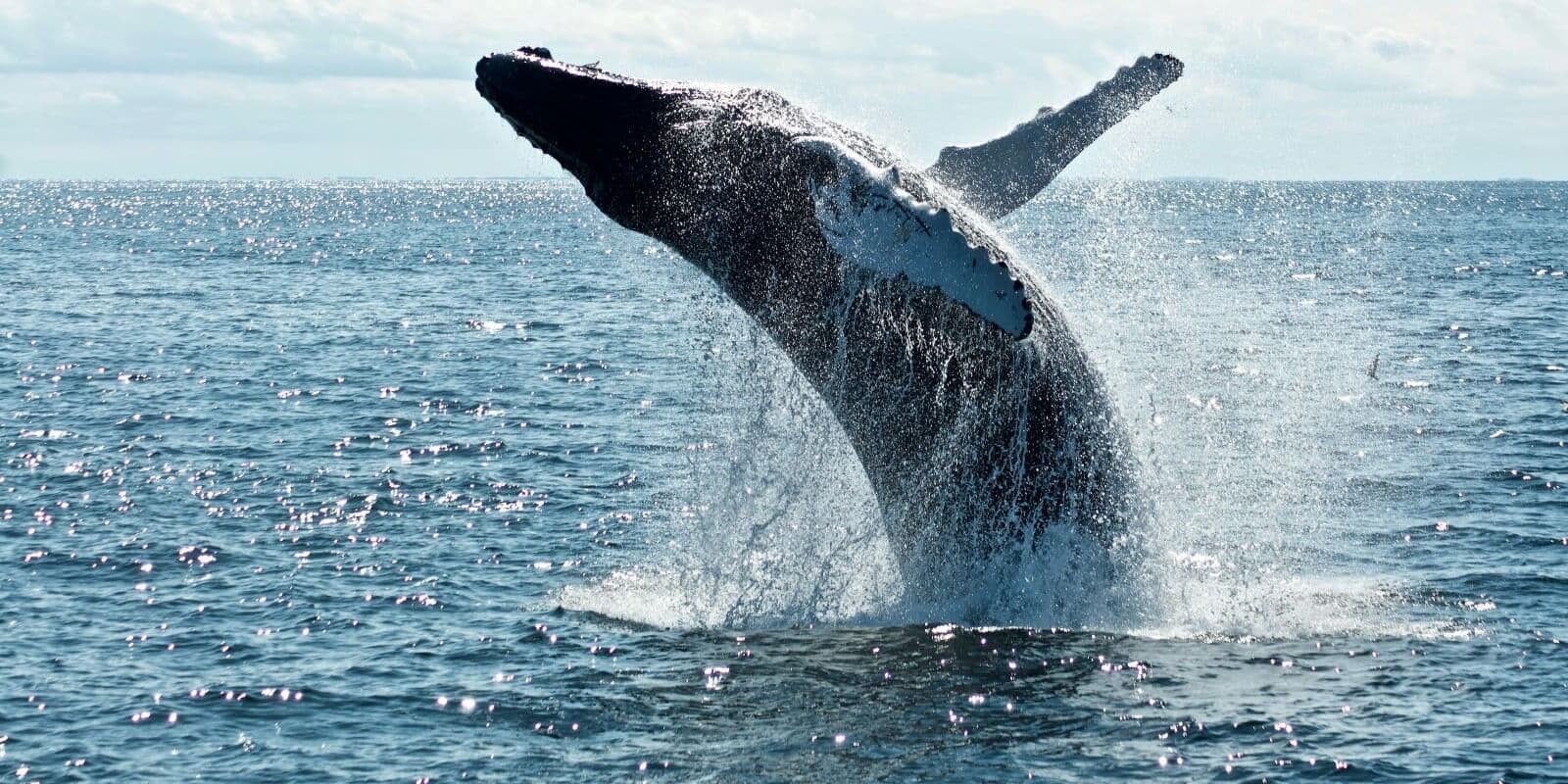 Western Cape: Whales, Wine & Safari – 9-Day Guided Tour - Image 1