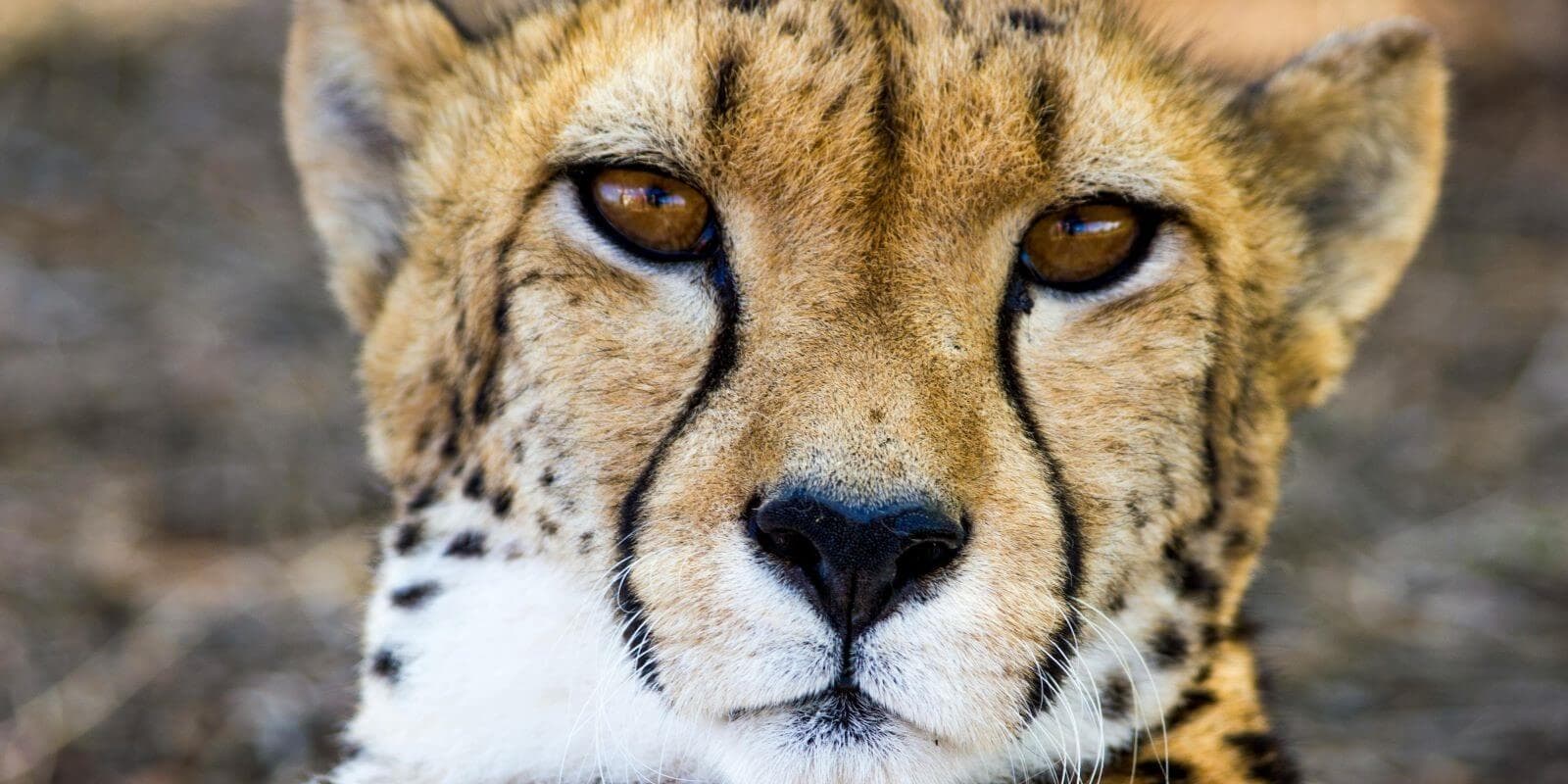 Western Cape: Whales, Wine & Safari – 9-Day Guided Tour - Image 1