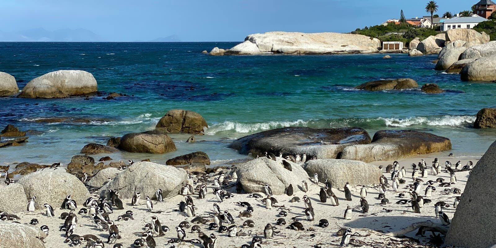 Western Cape: Whales, Wine & Safari – 9-Day Guided Tour - Image 2