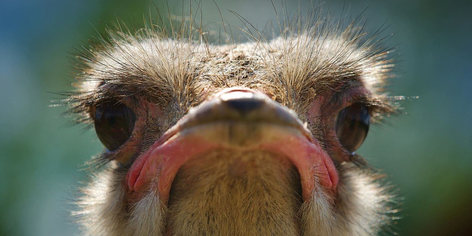 Western Cape: Whales, Wine & Safari – 9-Day Guided Tour - Image 1