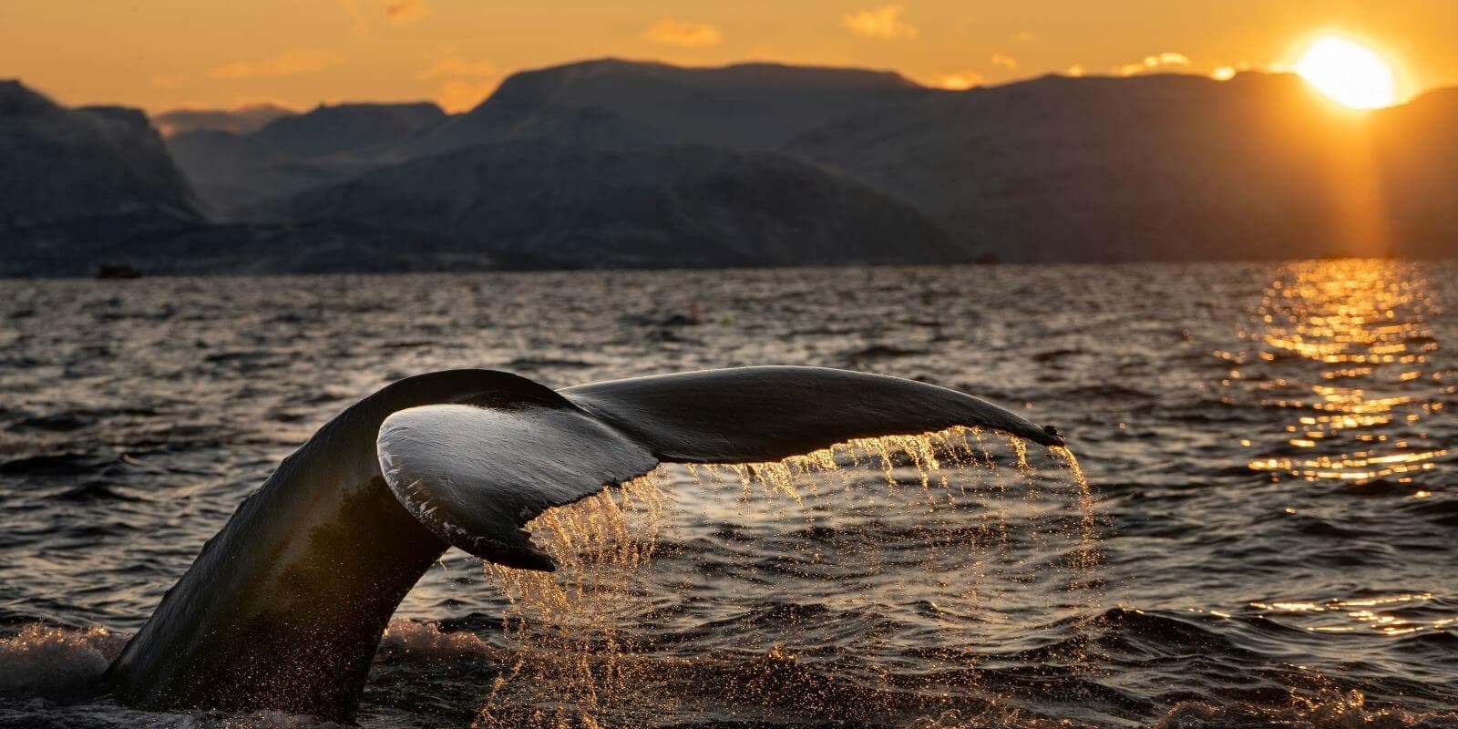 Western Cape: Whales, Wine & Safari – 9-Day Guided Tour - Image 2