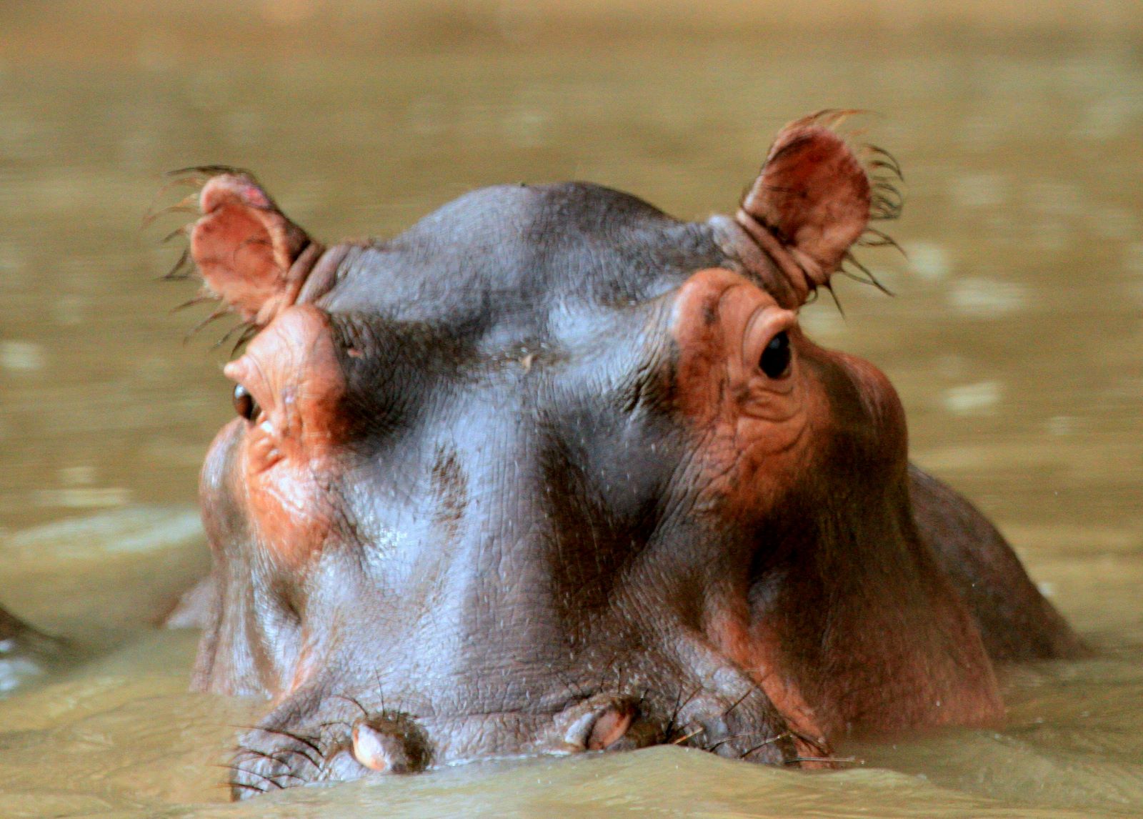 8-Day, Cape Town and Kruger Safari - Image 1
