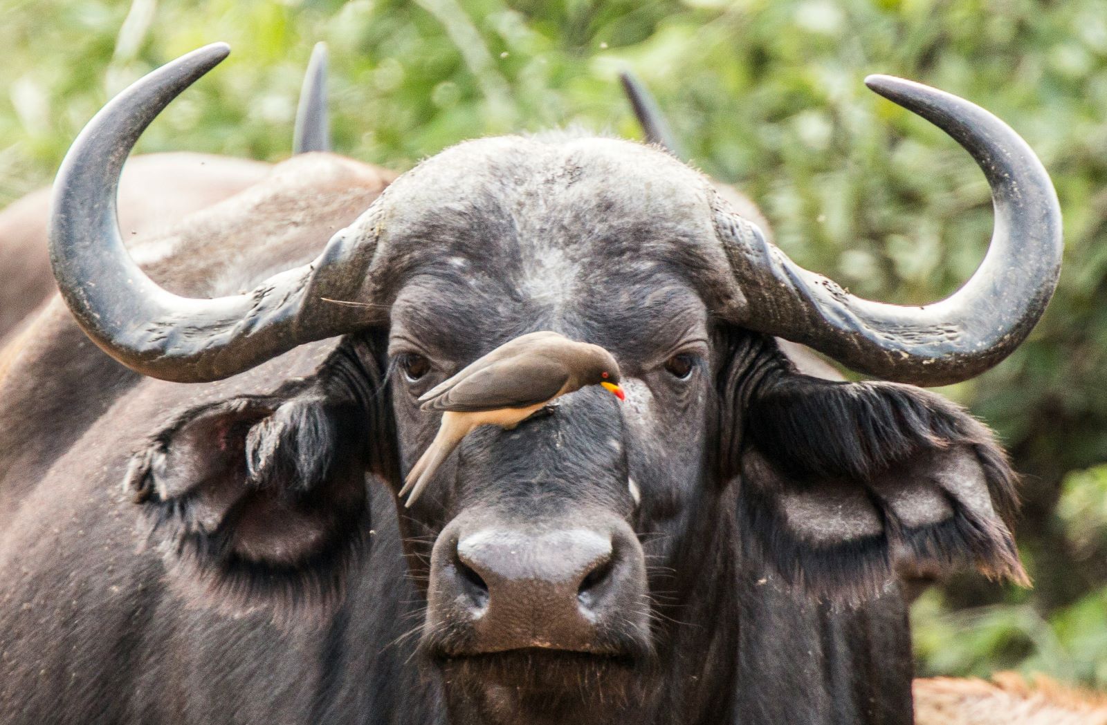 8-Day, Cape Town and Kruger Safari - Image 2