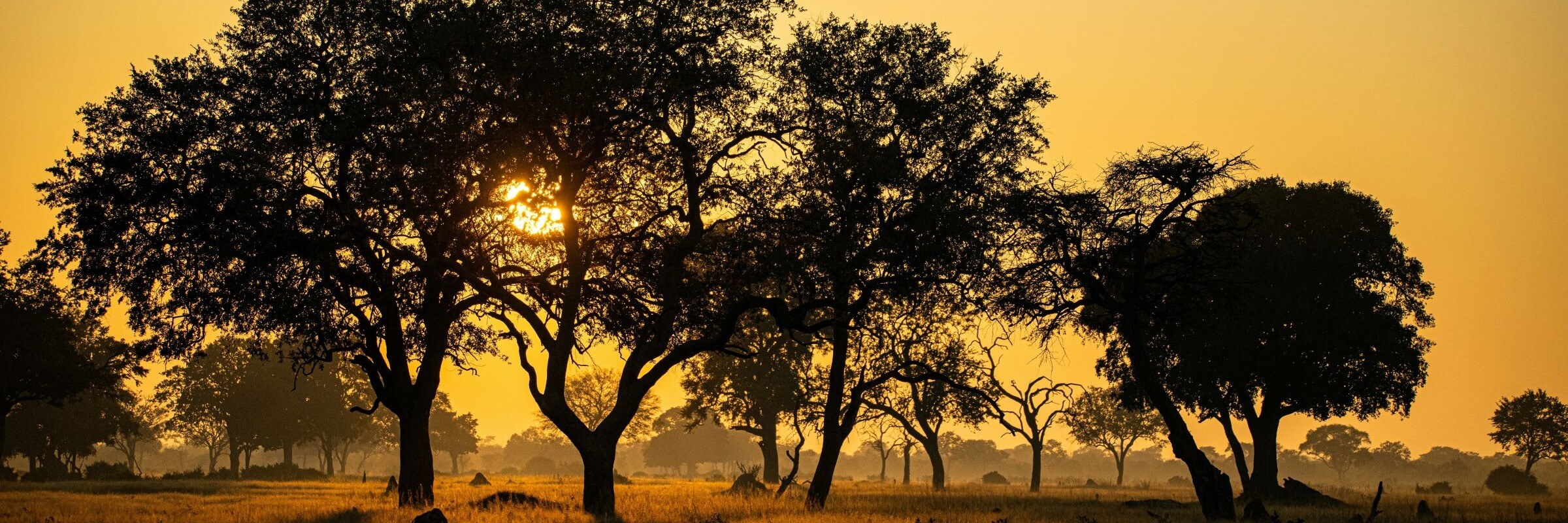 Victoria Falls, Chobe, and Hwange: 8-Day Adventure Tour