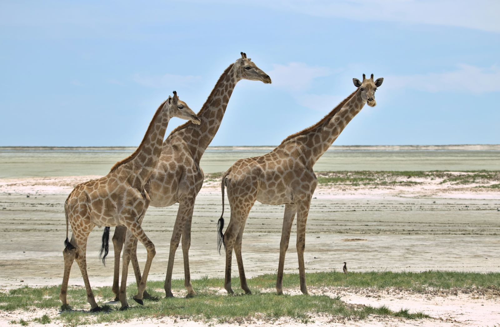 14-Day Guided Tour: Discover the Wonders of Namibia - Image 2